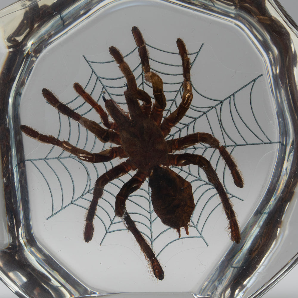 Tarantula Spider with Web in Lucite