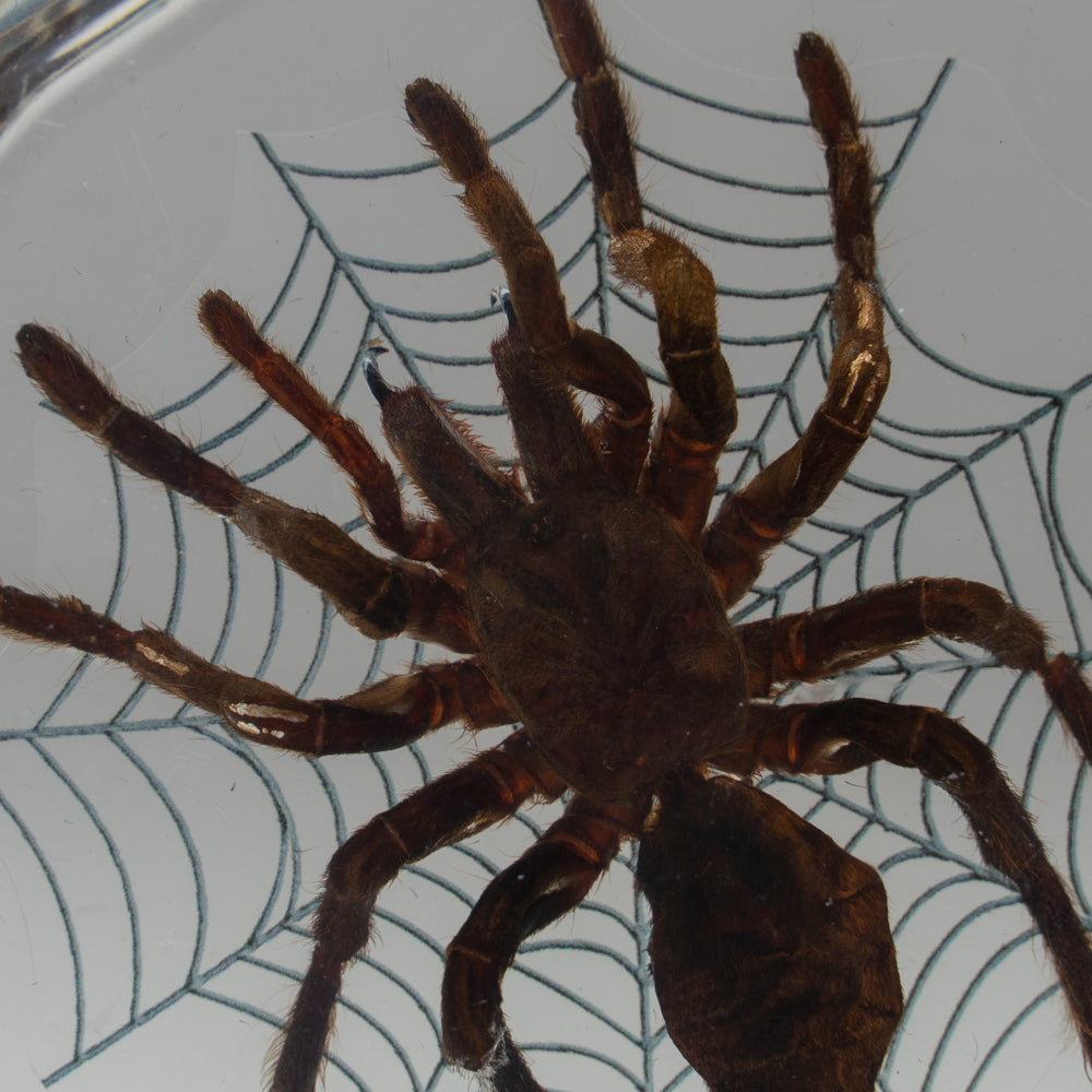 Tarantula Spider with Web in Lucite