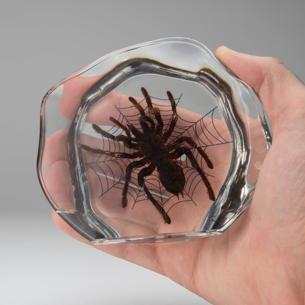 Tarantula Spider with Web in Lucite